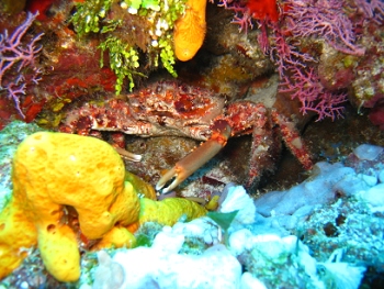 Diving in Cozumel